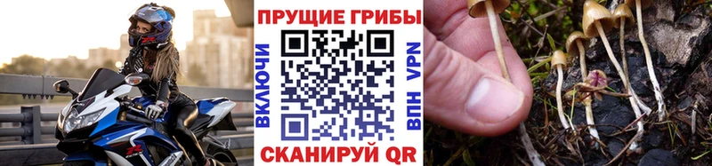 Галлюциногенные грибы Cubensis Оханск